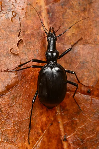Long-headed Snail-eating Beetle
