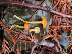 hourglass waxcap thumbnail 3