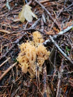 Ramaria celerivirescens thumbnail 4