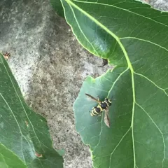 Western Wasp Fly thumbnail 4
