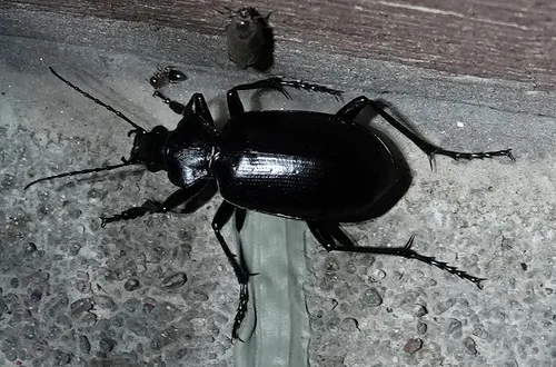 Calosoma peregrinator