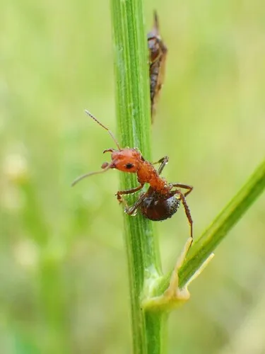 Western Mound Ant