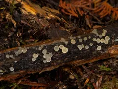 Ditiola haasii thumbnail 1