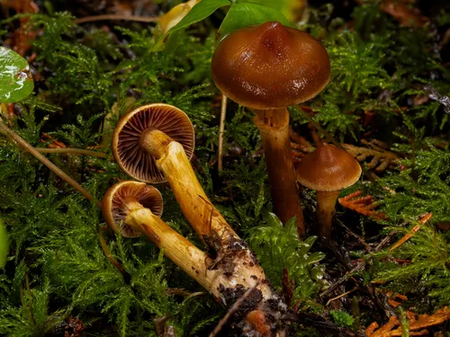 conifer webcap