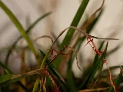 red thread thumbnail 1