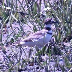 Killdeer thumbnail 2