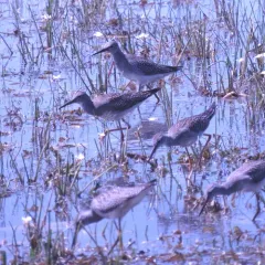 Lesser Yellowlegs thumbnail 2