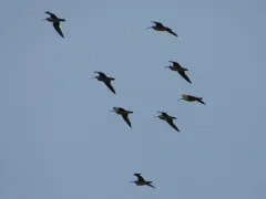 Eurasian Whimbrel thumbnail 2