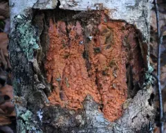 Dichostereum effuscatum thumbnail 4