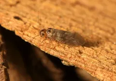 Peripsocus madidus thumbnail 2