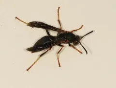 Parametric Paper Wasp thumbnail 2