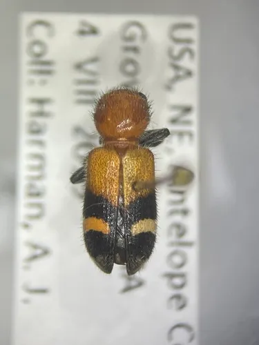 Enoclerus lunatus