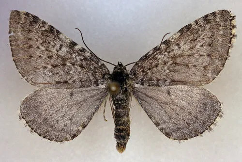 Entephria kidluitata
