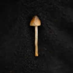 Psilocybe pelliculosa thumbnail 2