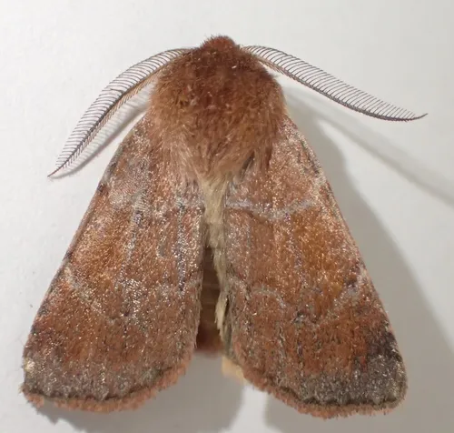 Sundew Cutworm Moth