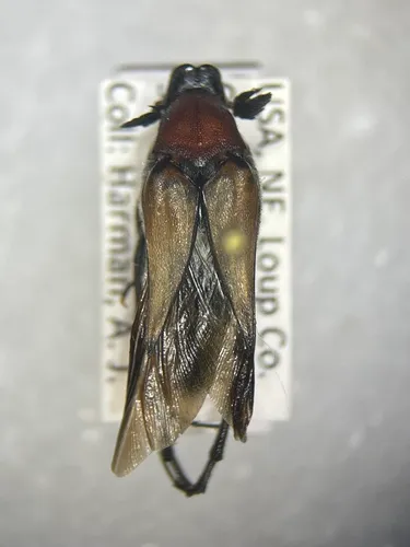 Macrosiagon sayi
