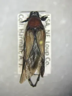 Macrosiagon sayi thumbnail 1