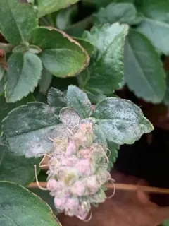 Podosphaera fuliginea thumbnail 2