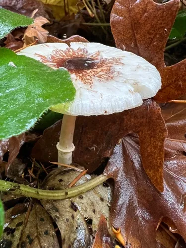 Leucoagaricus glabridiscus
