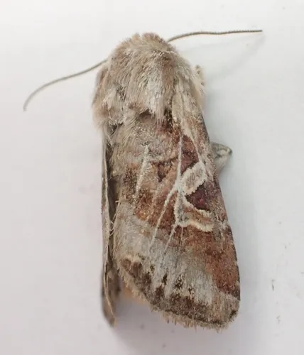 Wrinkled Trichordestra
