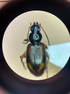 Seine Riverbank Ground Beetle thumbnail 4