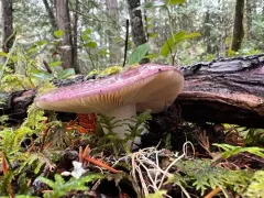 Russula turci thumbnail 2