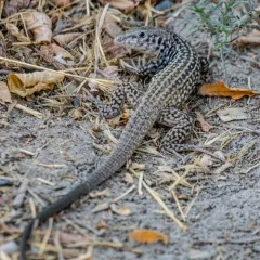 Western Whiptail thumbnail 3