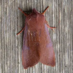 Orthosia mys thumbnail 4