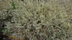 Cladonia ciliata thumbnail 3