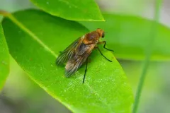 Arthroceras fulvicorne thumbnail 2