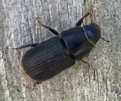 Black Turpentine Beetle thumbnail 4