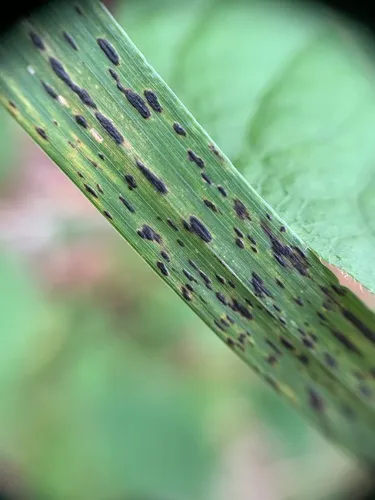 Phyllachora graminis