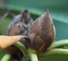 Rhododendron Blight thumbnail 3