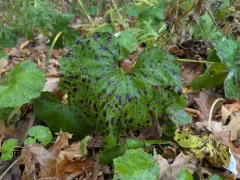 Coltsfoot Leaf Spot thumbnail 4