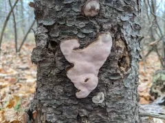 Fomitopsis rosea thumbnail 4