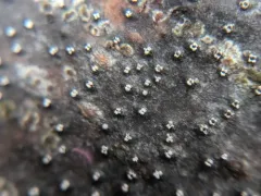Cytospora nivea thumbnail 2