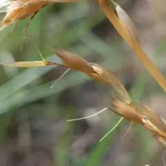 tall oat grass thumbnail 2