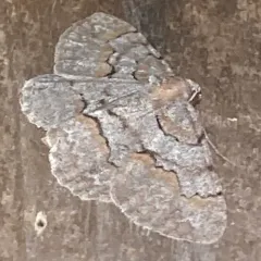 Large Purplish Gray thumbnail 3