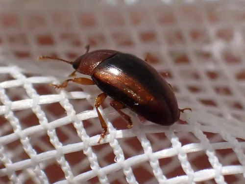 Triplax cuneata