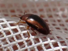 Triplax cuneata thumbnail 1