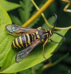 American Hornet Moth thumbnail 2