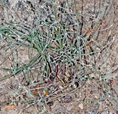 solitary milkvetch thumbnail 2