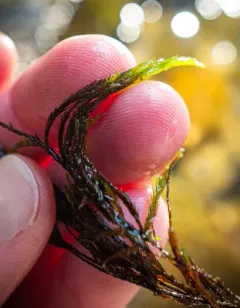 Cupped Water Moss thumbnail 2