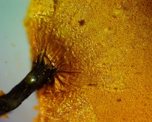 Cribraria macrocarpa