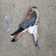 American Kestrel thumbnail 3