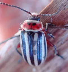 Tall Flea Beetle thumbnail 4