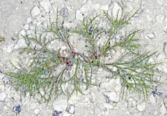 Fourwing Milkvetch thumbnail 3