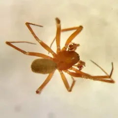 Undergrowth Sheet-web Weaver thumbnail 3