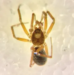Tricorn Dwarf Weaver thumbnail 1