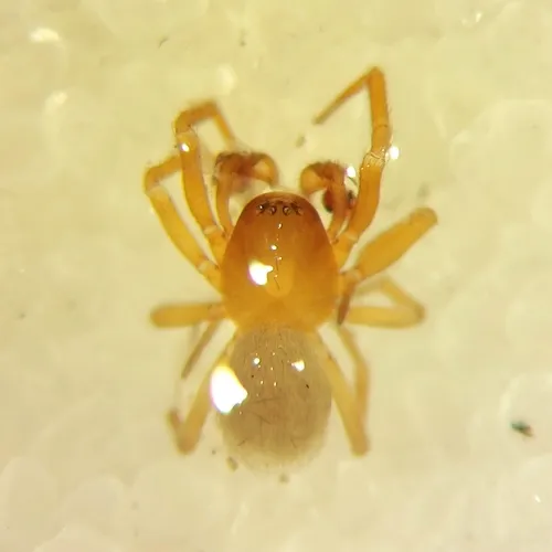 Rounded Sheetweaver